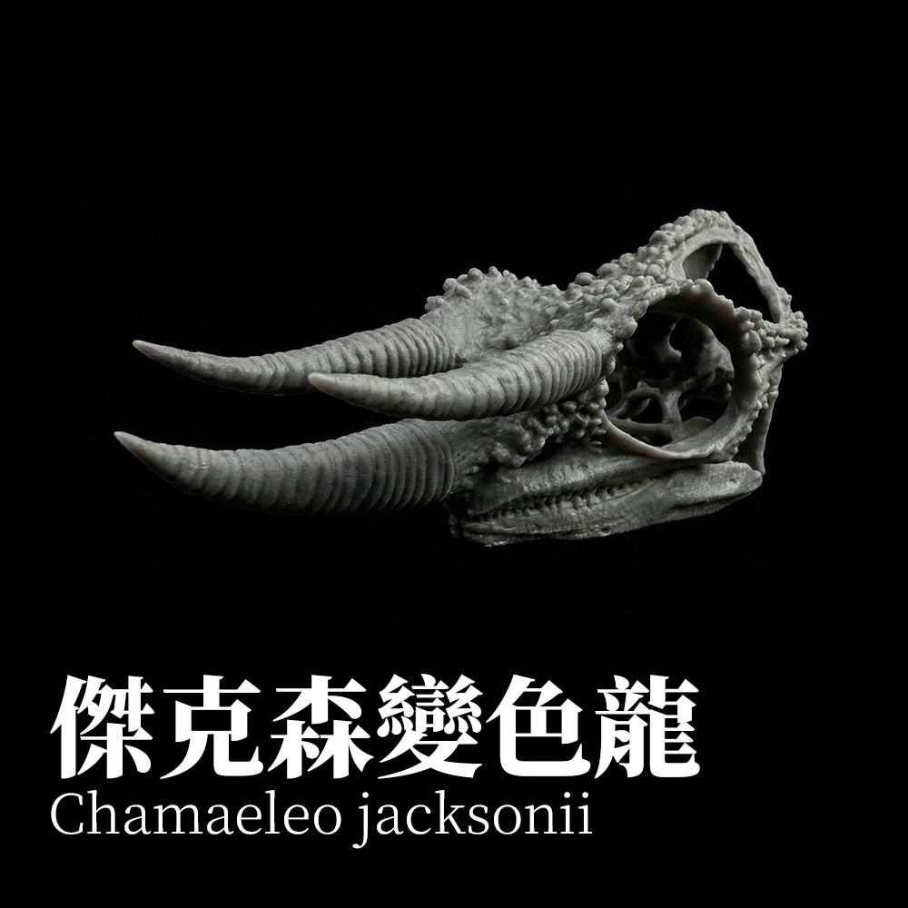 ジャクソンカメレオン 1:1 頭骨レプリカ（未塗装キット）