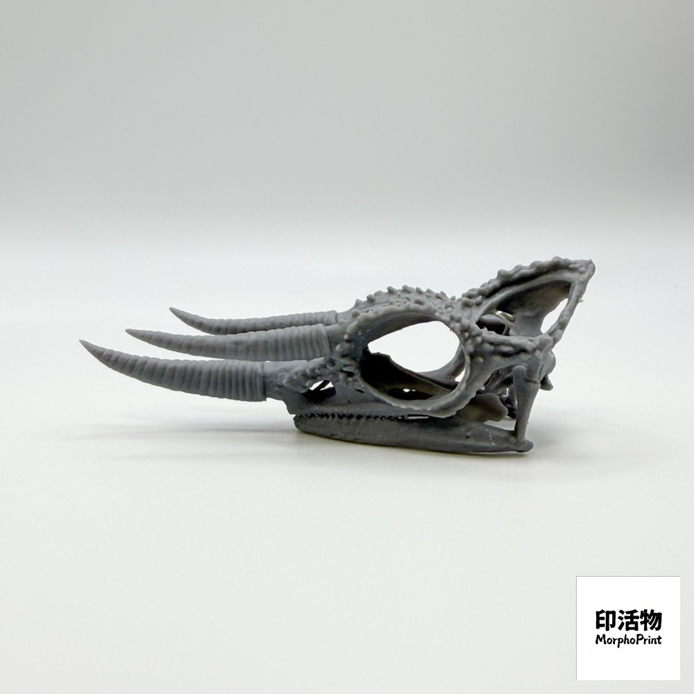 ジャクソンカメレオン 1:1 頭骨レプリカ(未塗装キット)