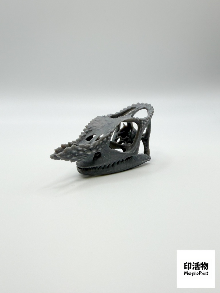 フィッシャーカメレオン 1:1 頭骨レプリカ(未塗装キット)