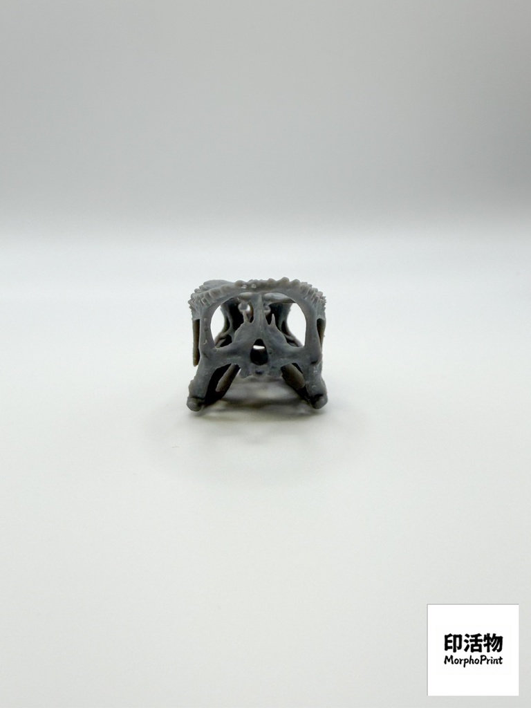 フィッシャーカメレオン 1:1 頭骨レプリカ(未塗装キット)