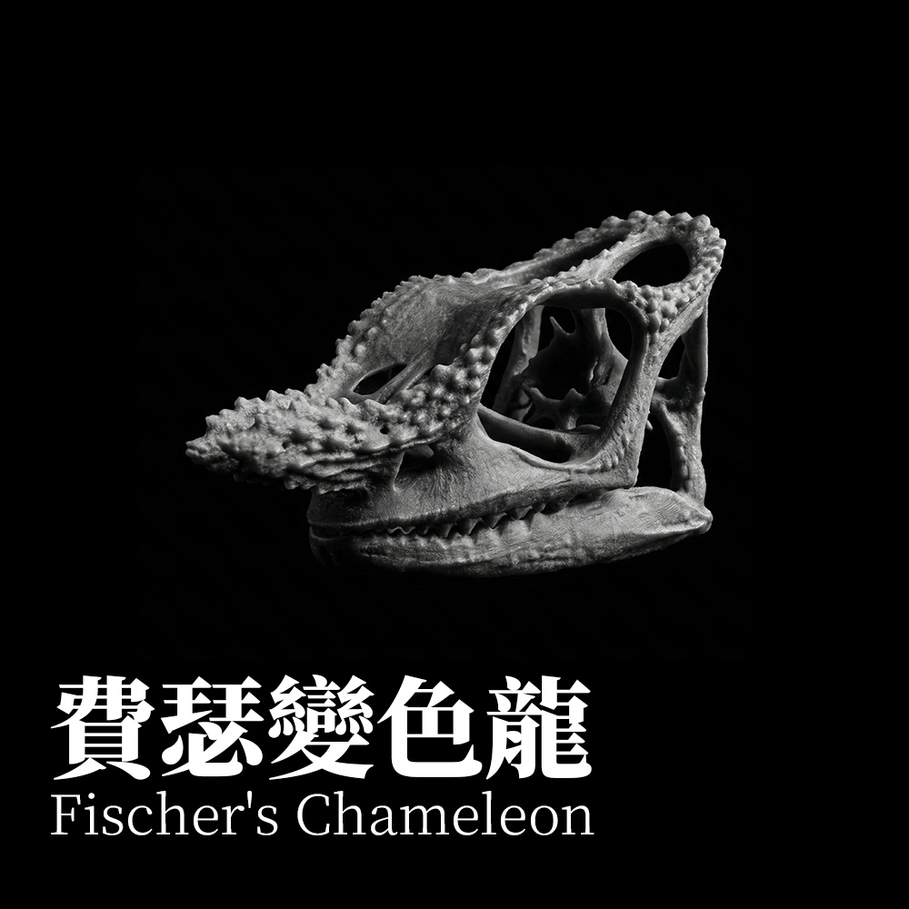 フィッシャーカメレオン 1:1 頭骨レプリカ（未塗装キット）