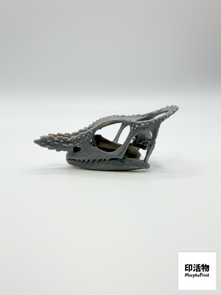 フィッシャーカメレオン 1:1 頭骨レプリカ(未塗装キット)