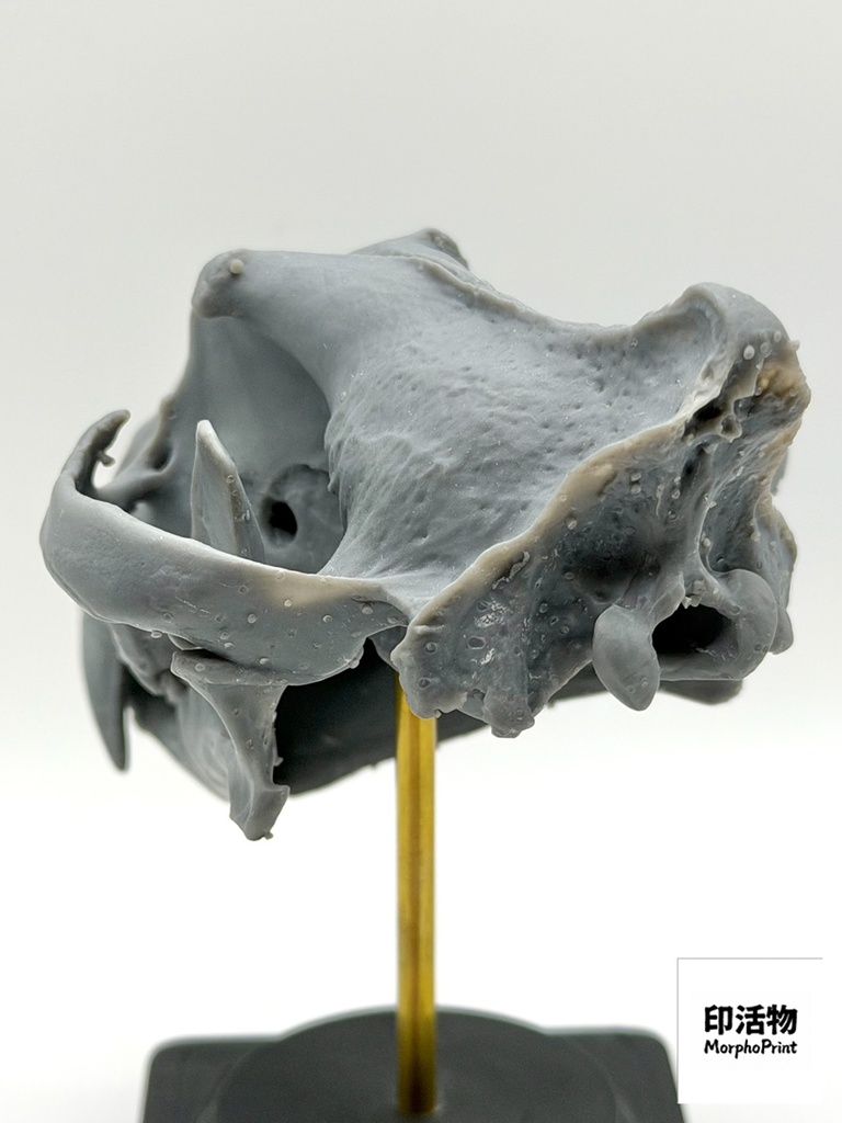 桌上骨骼図鑑 - トラ 1:10 縮尺頭骨モデル(未塗装キット)