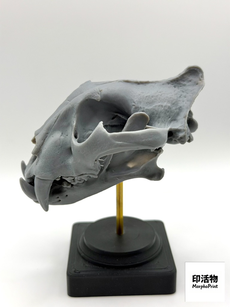 桌上骨骼図鑑 - トラ 1:10 縮尺頭骨モデル(未塗装キット)