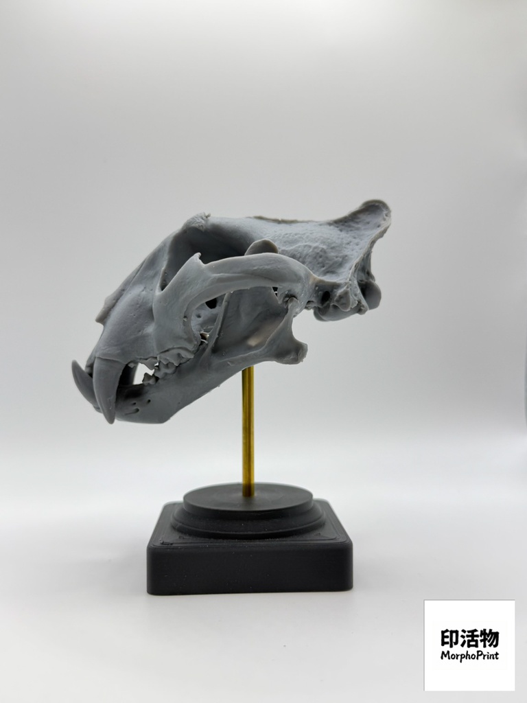 桌上骨骼図鑑 - トラ 1:10 縮尺頭骨モデル(未塗装キット)