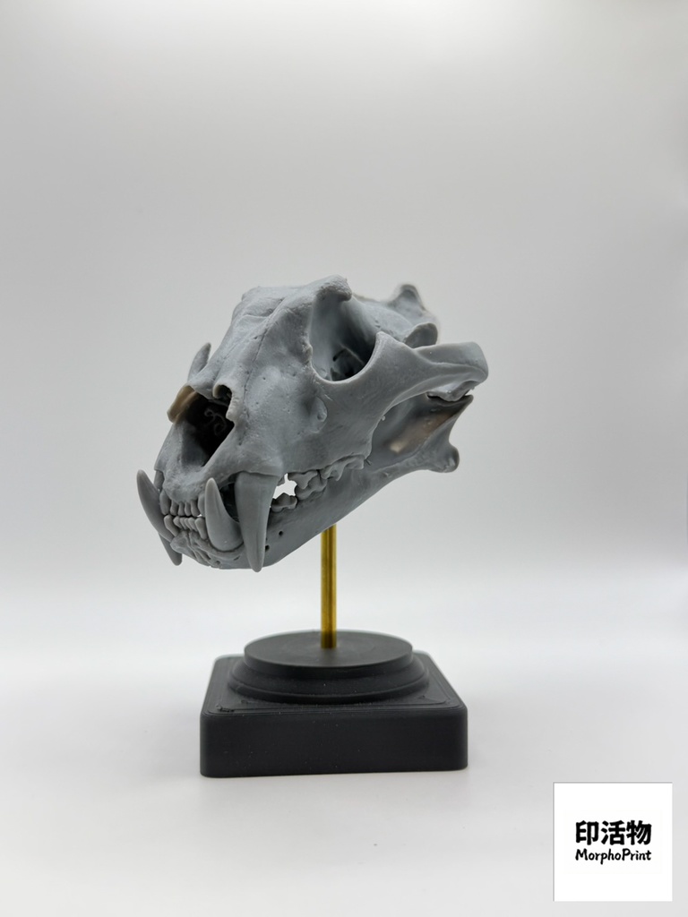 桌上骨骼図鑑 - トラ 1:10 縮尺頭骨モデル(未塗装キット)