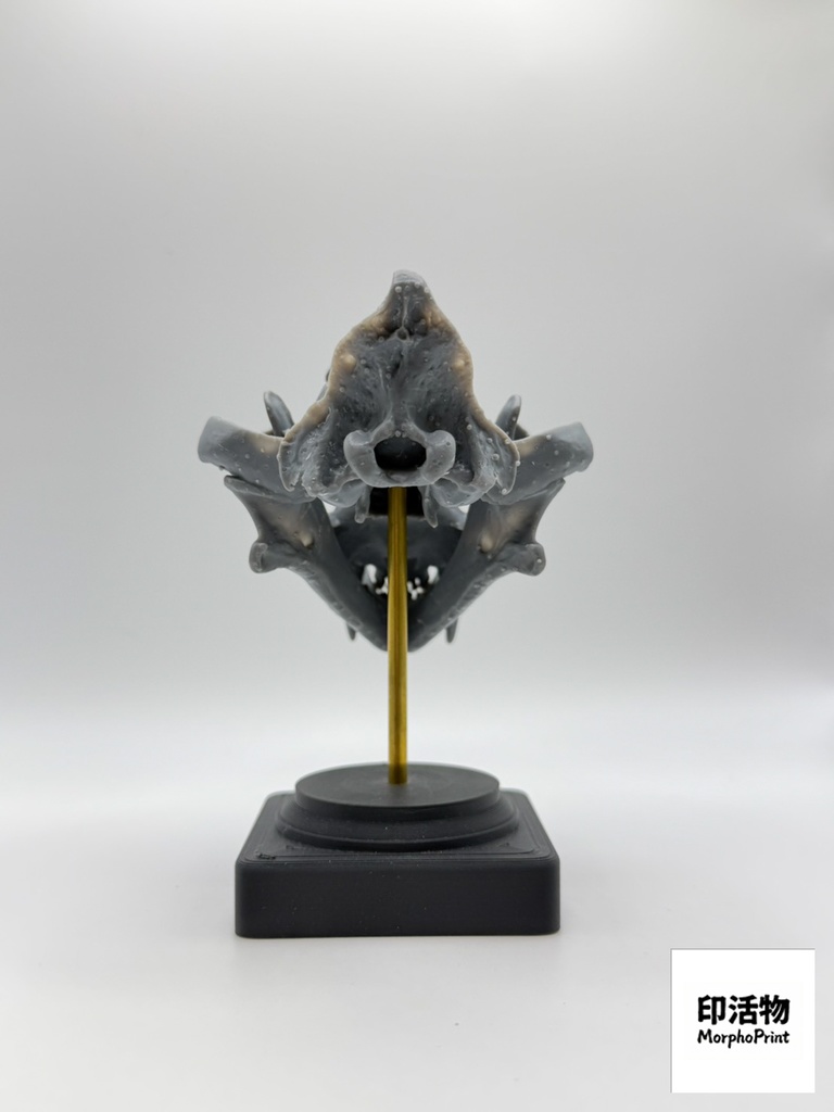 桌上骨骼図鑑 - トラ 1:10 縮尺頭骨モデル(未塗装キット)