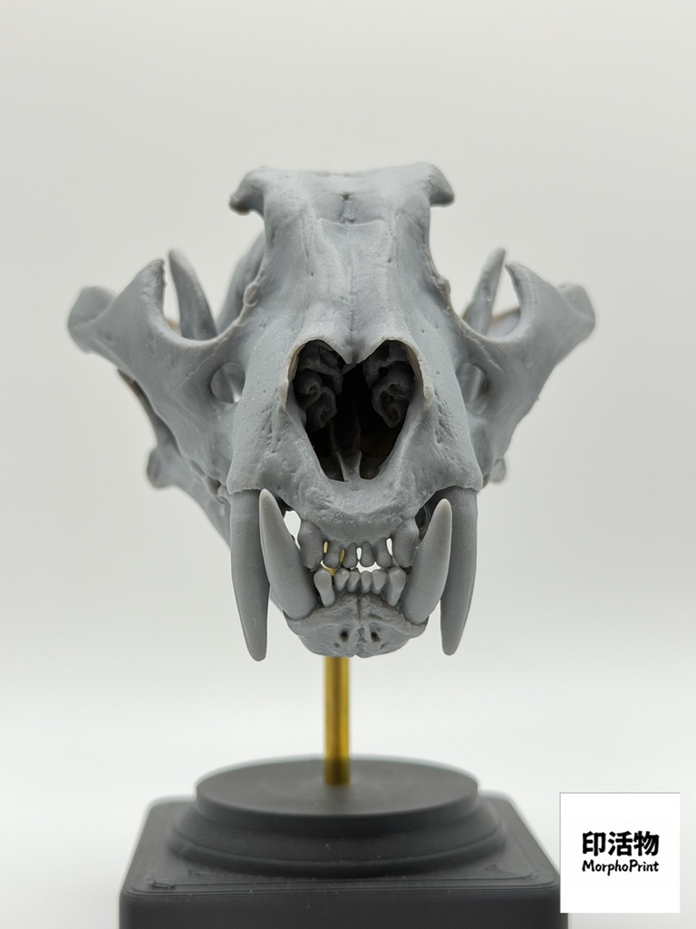 桌上骨骼図鑑 - トラ 1:10 縮尺頭骨モデル(未塗装キット)