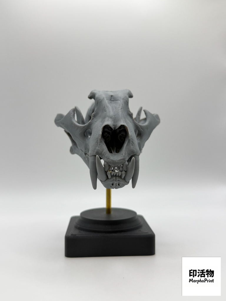 桌上骨骼図鑑 - トラ 1:10 縮尺頭骨モデル(未塗装キット)