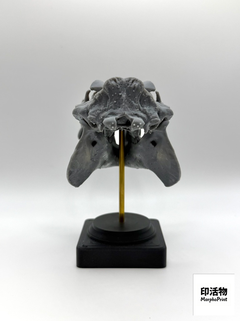 桌上骨骼図鑑 - トラ 1:10 縮尺頭骨モデル(未塗装キット)