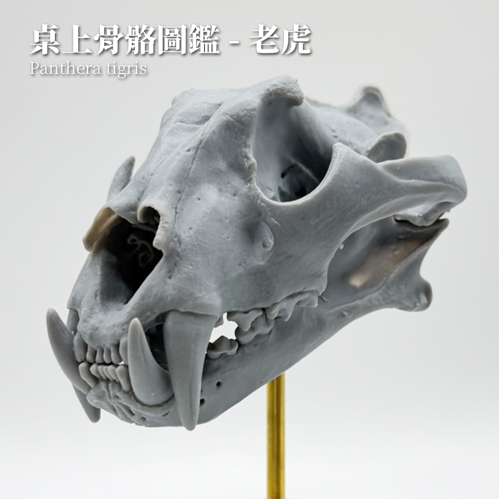桌上骨骼図鑑 - トラ 1:10 縮尺頭骨モデル（未塗装キット）