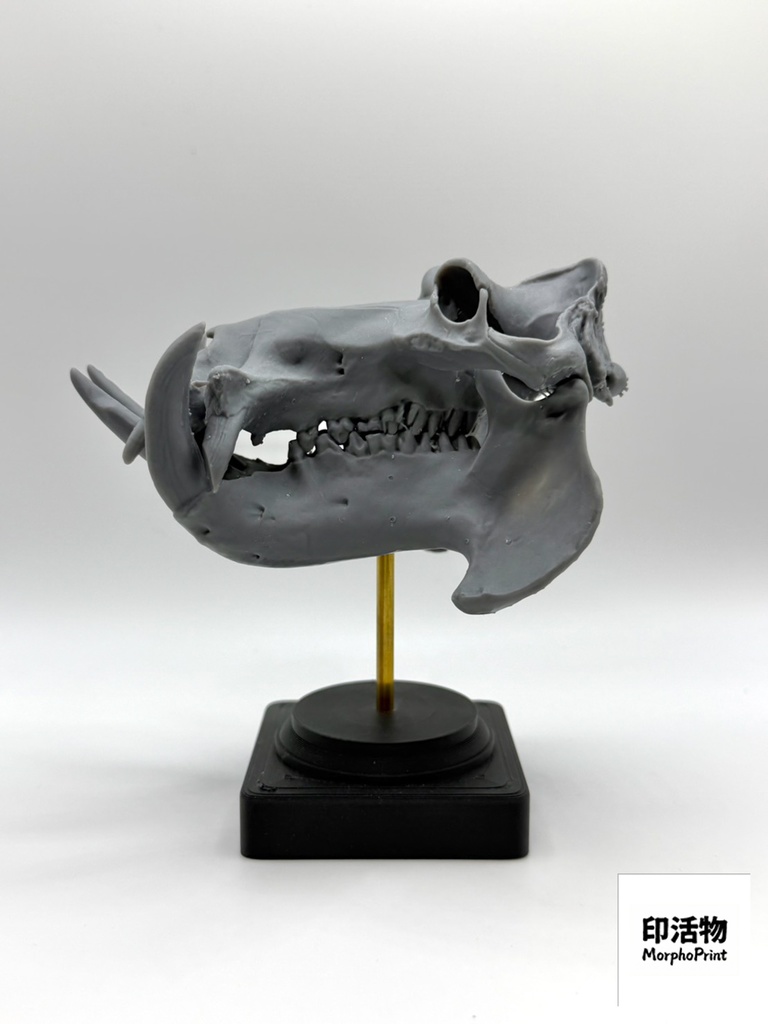 桌上骨骼図鑑 - カバ 縮尺頭骨モデル(未塗装キット)