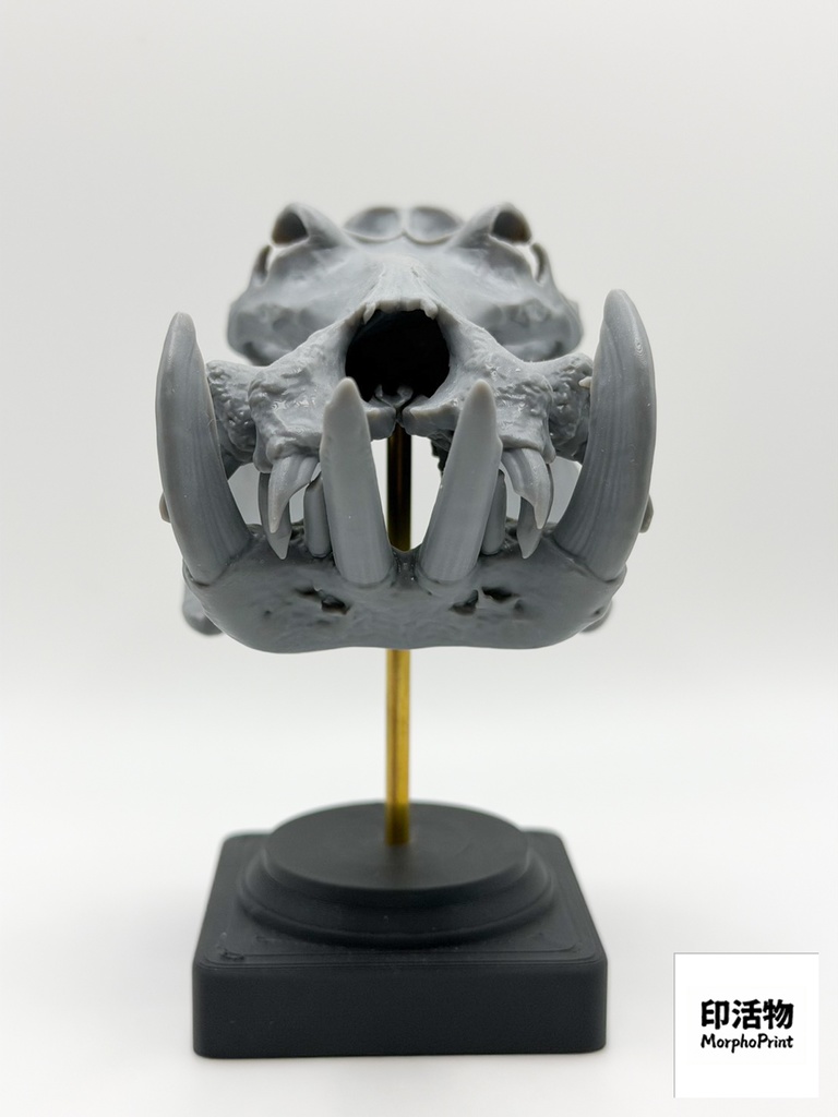 桌上骨骼図鑑 - カバ 縮尺頭骨モデル(未塗装キット)