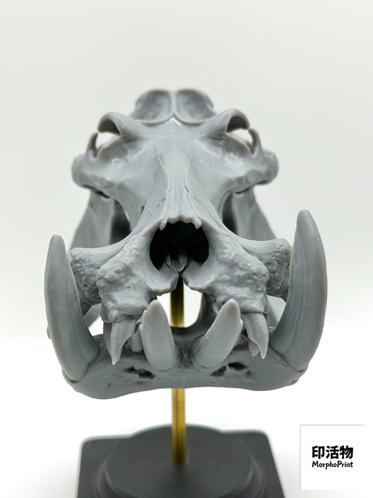 桌上骨骼図鑑 - カバ 縮尺頭骨モデル(未塗装キット)