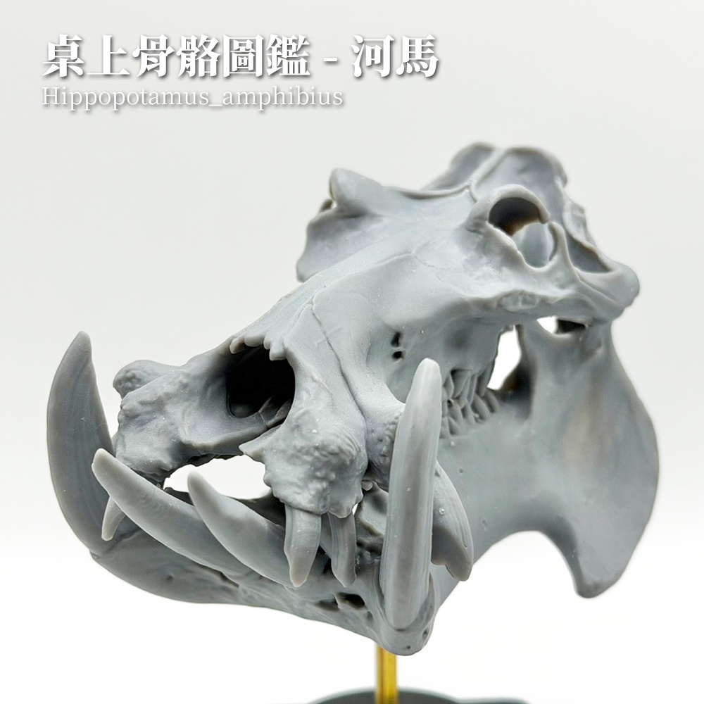 桌上骨骼図鑑 - カバ 縮尺頭骨モデル（未塗装キット）