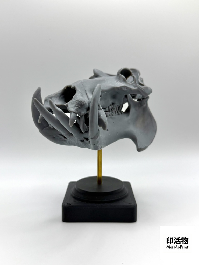 桌上骨骼図鑑 - カバ 縮尺頭骨モデル(未塗装キット)