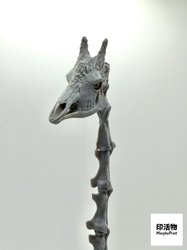 桌上骨骼図鑑 - キリン 頭部・頸椎縮尺模型(未塗装キット)