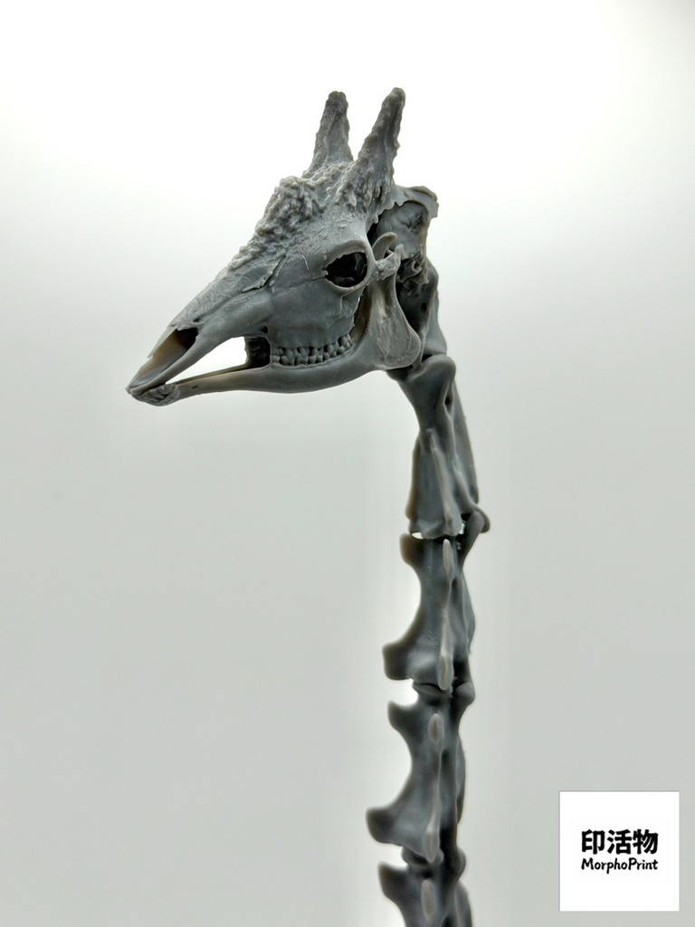 桌上骨骼図鑑 - キリン 頭部・頸椎縮尺模型(未塗装キット)