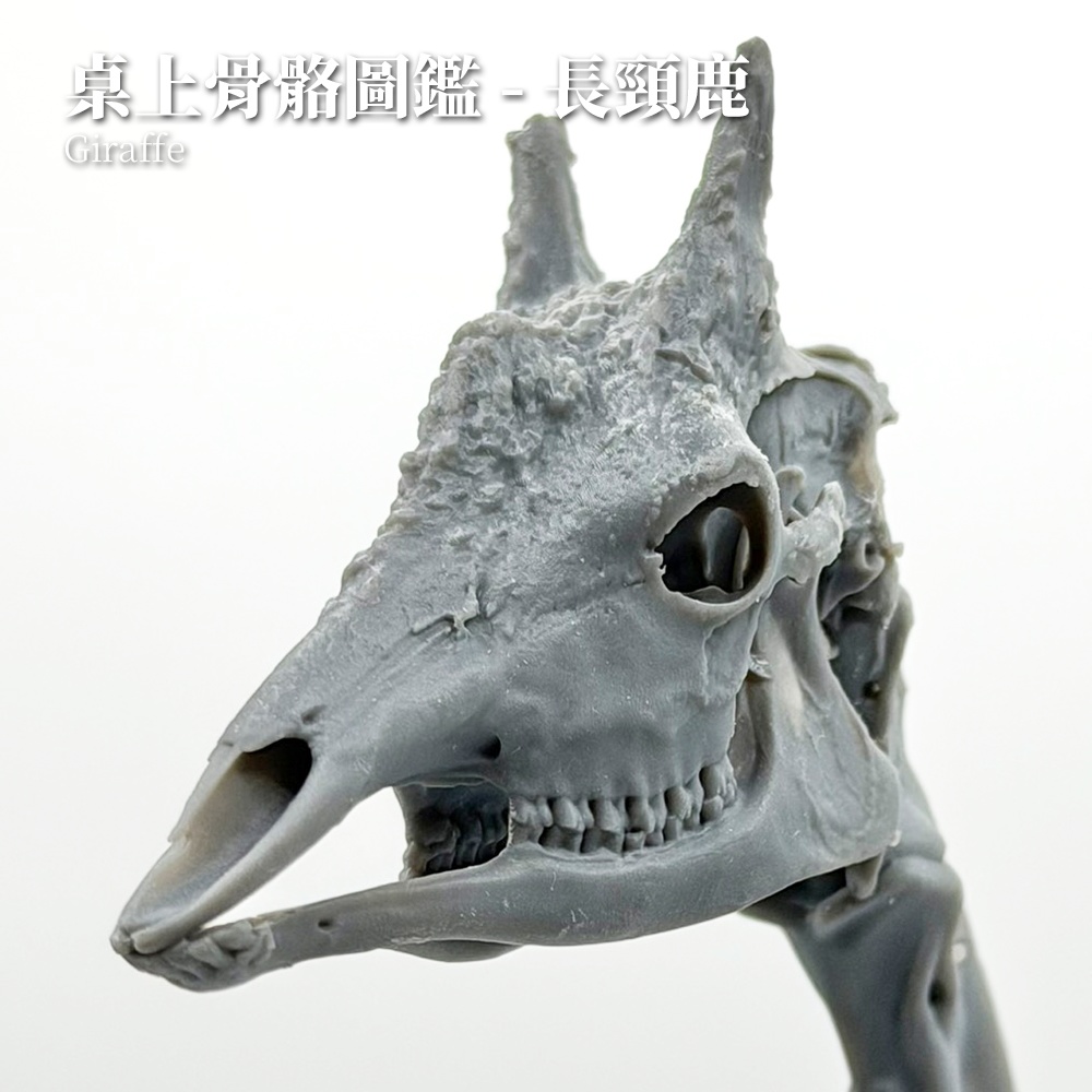 桌上骨骼図鑑 - キリン 頭部・頸椎縮尺模型(未塗装キット)
