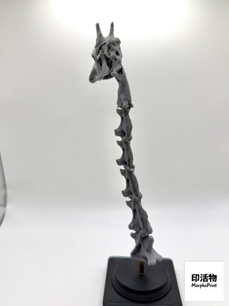 桌上骨骼図鑑 - キリン 頭部・頸椎縮尺模型(未塗装キット)