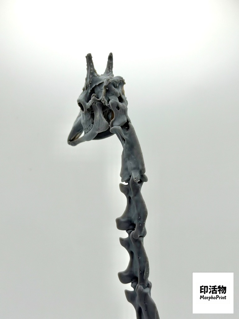 桌上骨骼図鑑 - キリン 頭部・頸椎縮尺模型(未塗装キット)