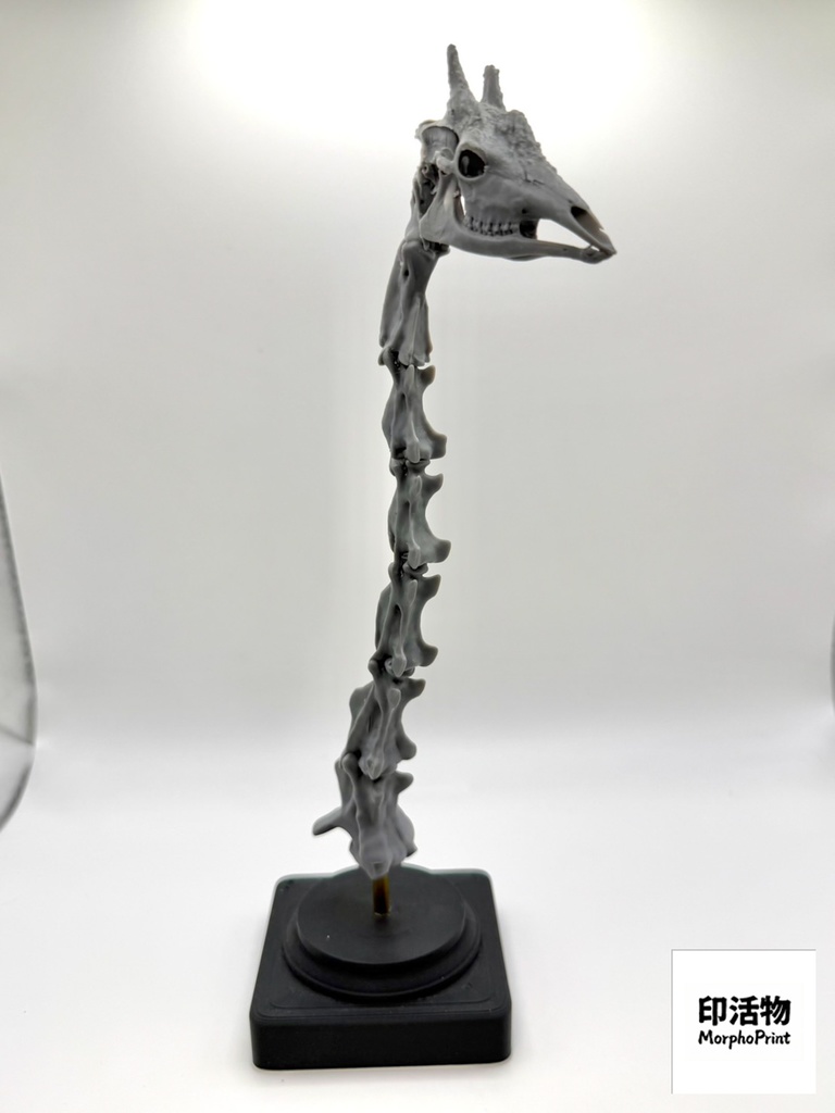 桌上骨骼図鑑 - キリン 頭部・頸椎縮尺模型(未塗装キット)