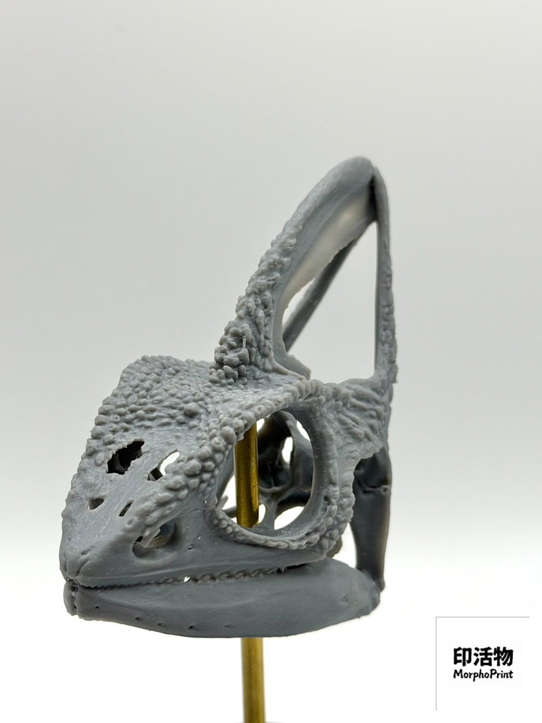 桌上骨骼図鑑 - エボシカメレオン 拡大頭骨モデル(未塗装キット)