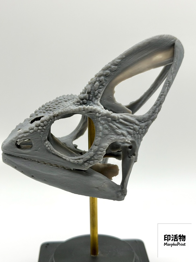 桌上骨骼図鑑 - エボシカメレオン 拡大頭骨モデル(未塗装キット)