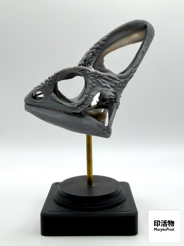 桌上骨骼図鑑 - エボシカメレオン 拡大頭骨モデル(未塗装キット)