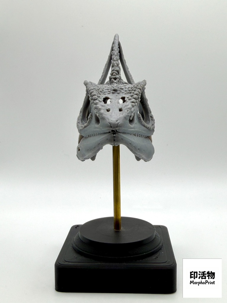 桌上骨骼図鑑 - エボシカメレオン 拡大頭骨モデル(未塗装キット)