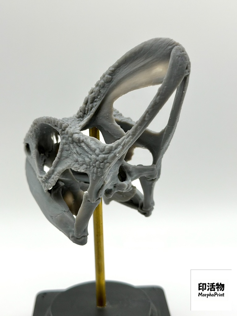 桌上骨骼図鑑 - エボシカメレオン 拡大頭骨モデル(未塗装キット)