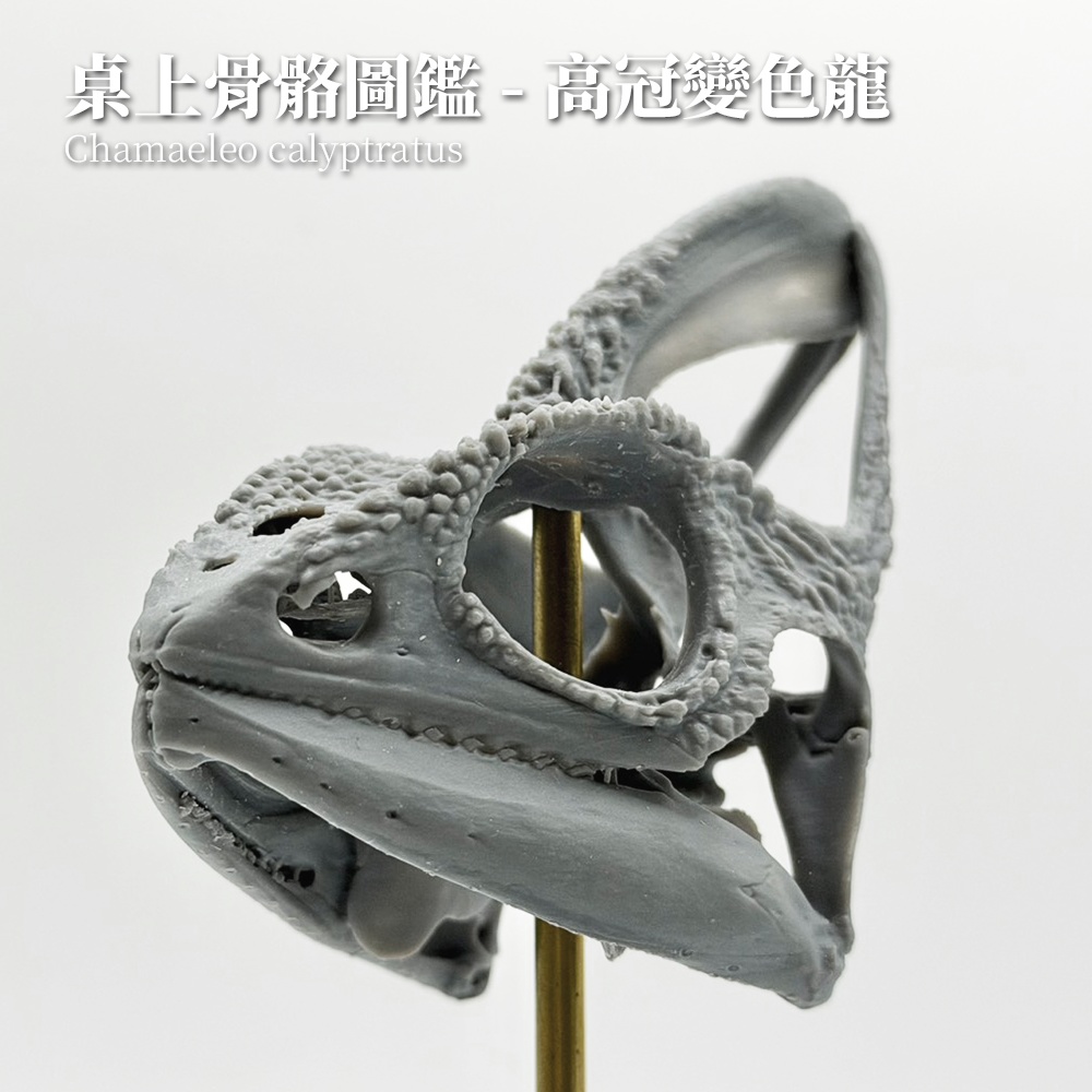 桌上骨骼図鑑 - エボシカメレオン 拡大頭骨モデル(未塗装キット)