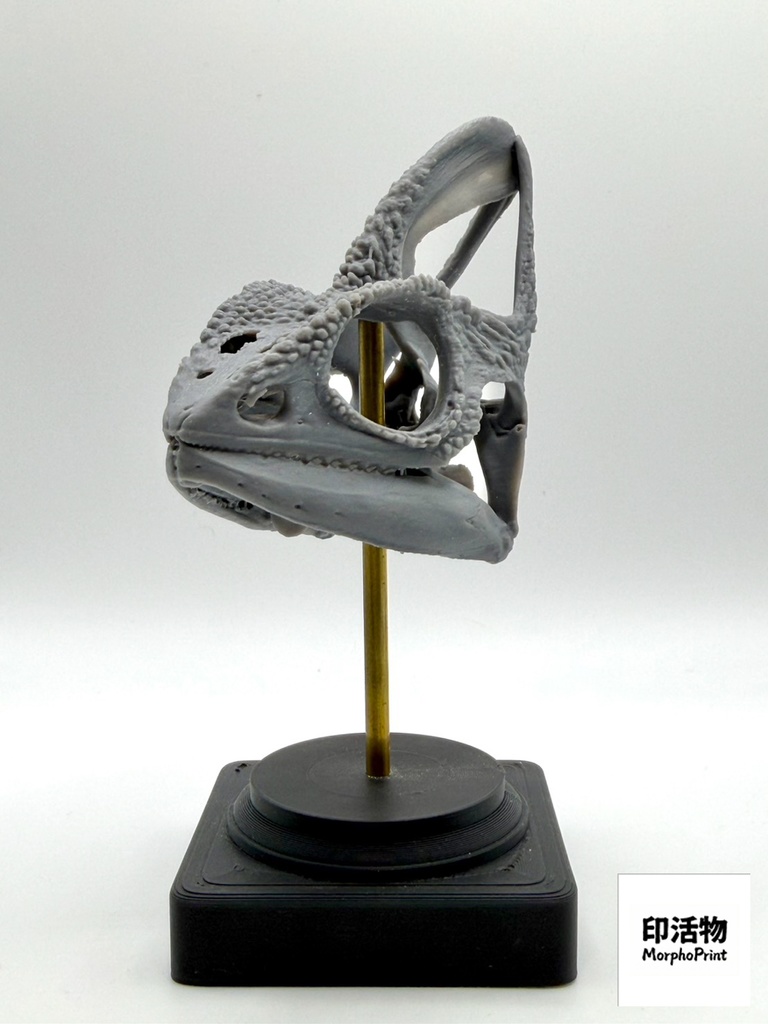 桌上骨骼図鑑 - エボシカメレオン 拡大頭骨モデル(未塗装キット)