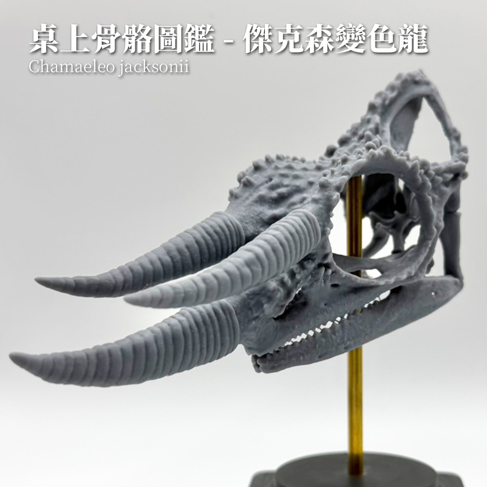 桌上骨骼図鑑 - ジャクソンカメレオン 拡大頭骨モデル（未塗装キット）