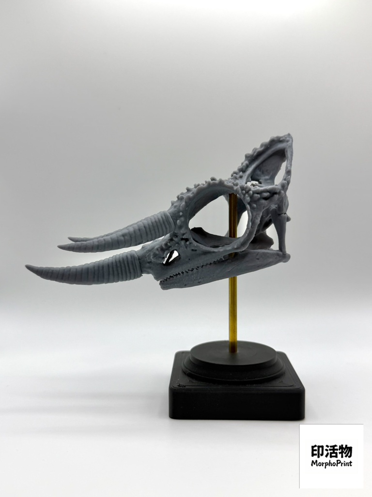 桌上骨骼図鑑 - ジャクソンカメレオン 拡大頭骨モデル(未塗装キット)