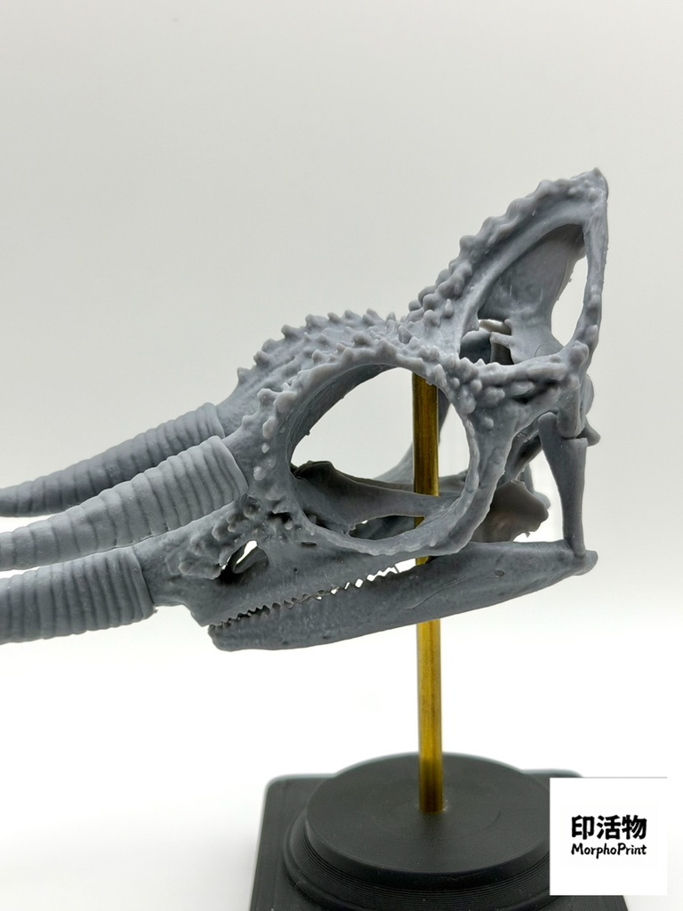 桌上骨骼図鑑 - ジャクソンカメレオン 拡大頭骨モデル(未塗装キット)