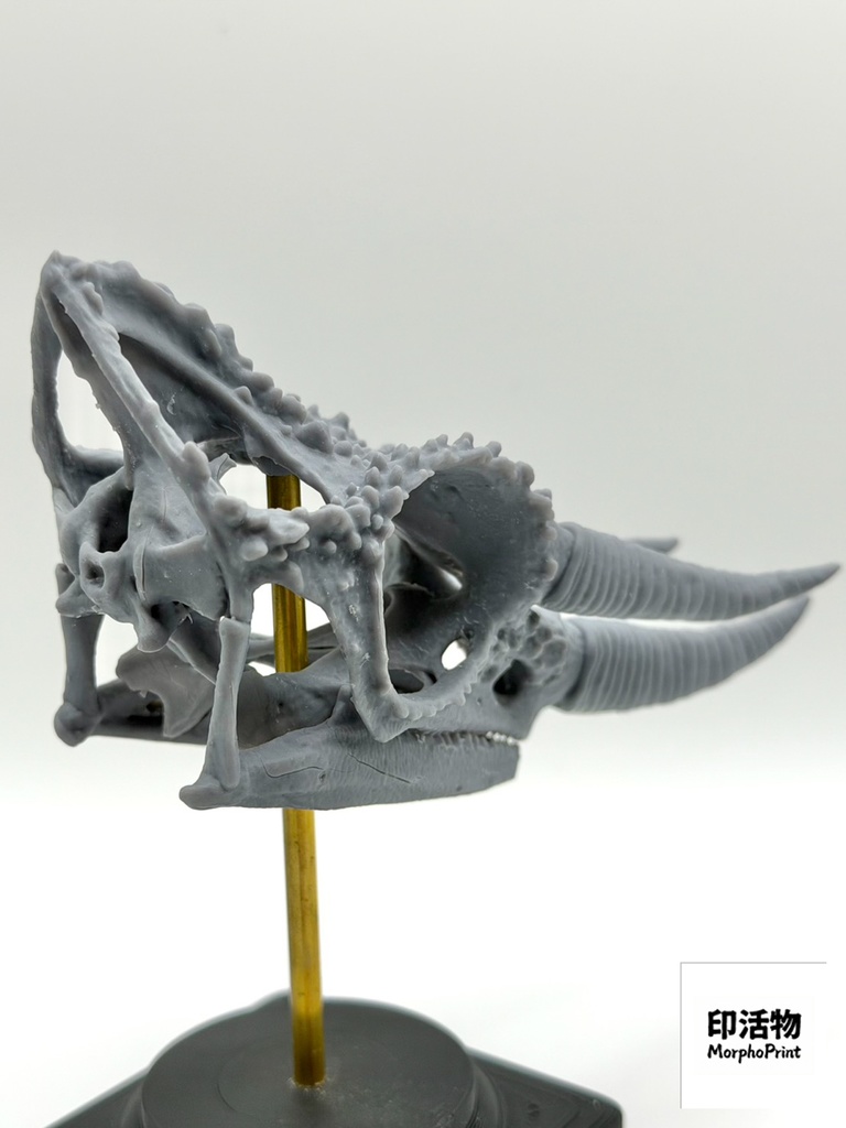 桌上骨骼図鑑 - ジャクソンカメレオン 拡大頭骨モデル(未塗装キット)