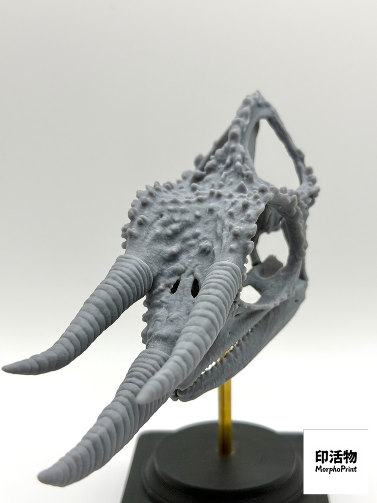 桌上骨骼図鑑 - ジャクソンカメレオン 拡大頭骨モデル(未塗装キット)