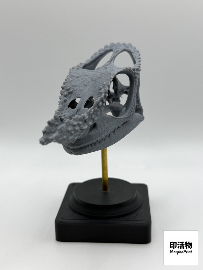 桌上骨骼図鑑 - フィッシャーカメレオン 拡大頭骨モデル(未塗装キット)