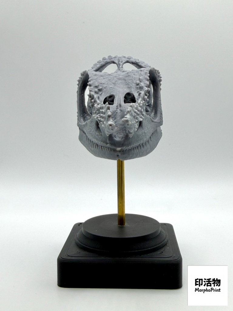 桌上骨骼図鑑 - フィッシャーカメレオン 拡大頭骨モデル(未塗装キット)