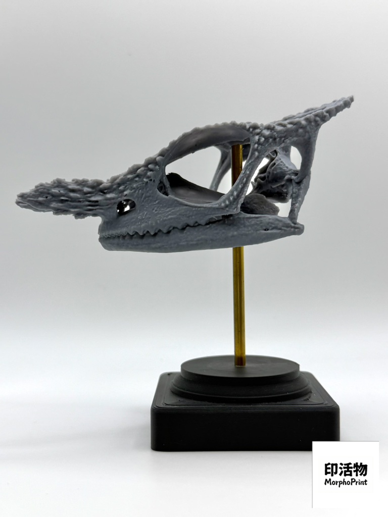 桌上骨骼図鑑 - フィッシャーカメレオン 拡大頭骨モデル(未塗装キット)