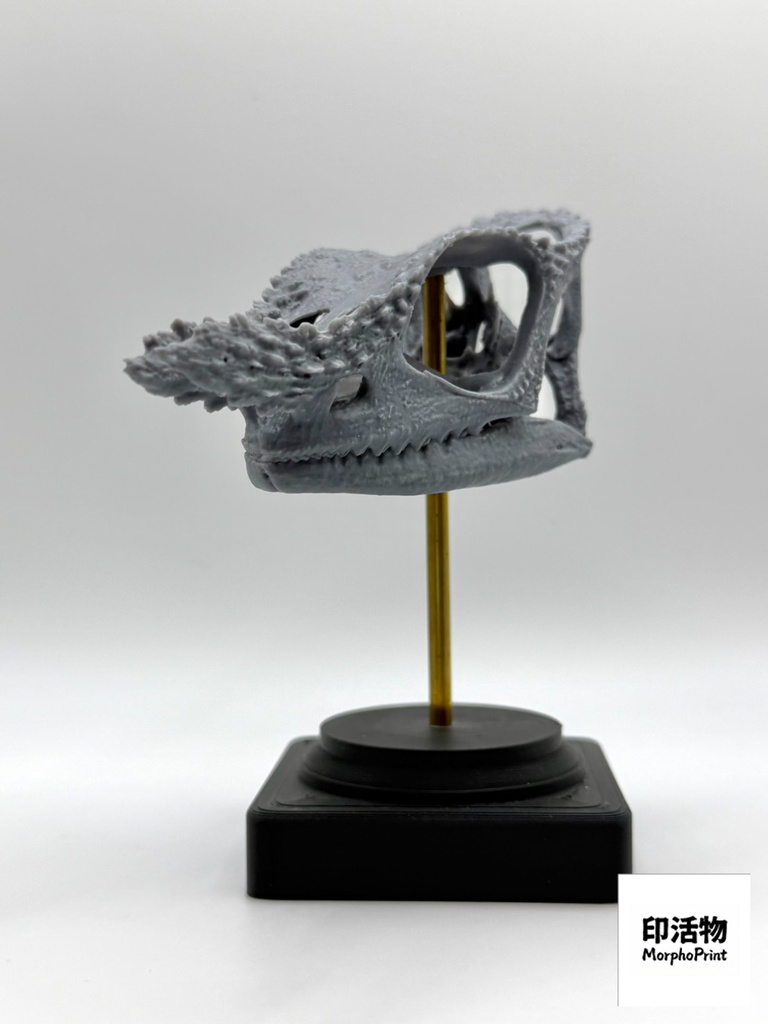 桌上骨骼図鑑 - フィッシャーカメレオン 拡大頭骨モデル(未塗装キット)