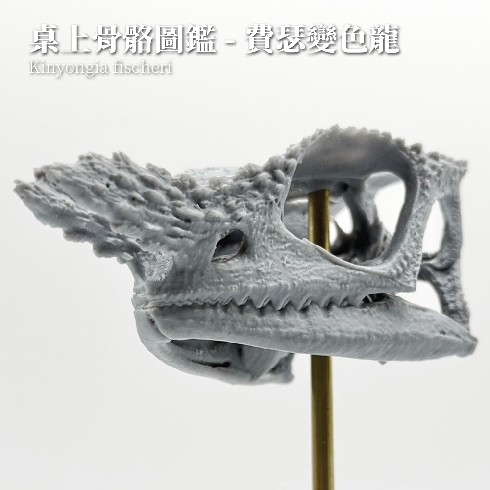 桌上骨骼図鑑 - フィッシャーカメレオン 拡大頭骨モデル（未塗装キット）