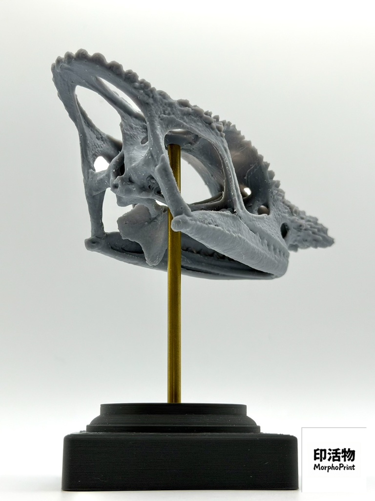 桌上骨骼図鑑 - フィッシャーカメレオン 拡大頭骨モデル(未塗装キット)