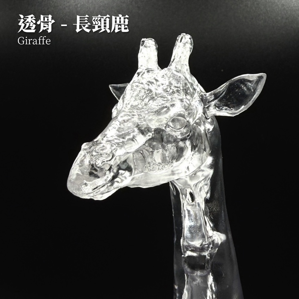 透骨シリーズ：キリン 頸部骨格解剖モデル（未塗装キット）