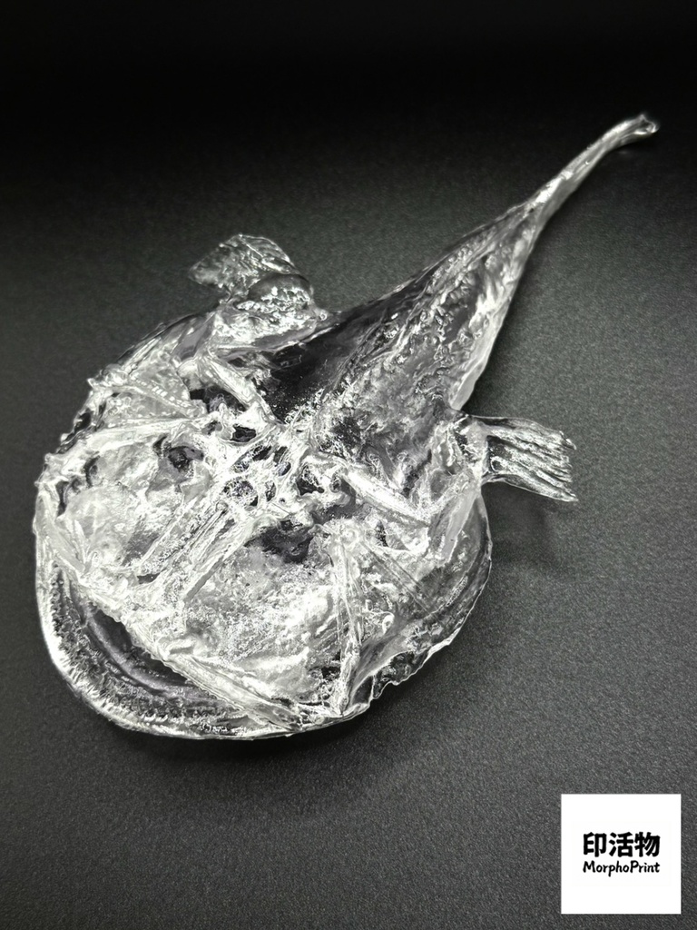 透骨シリーズ:アンコウ 骨格解剖モデル(未塗装キット)