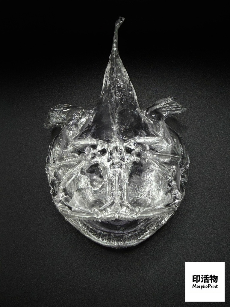 透骨シリーズ:アンコウ 骨格解剖モデル(未塗装キット)