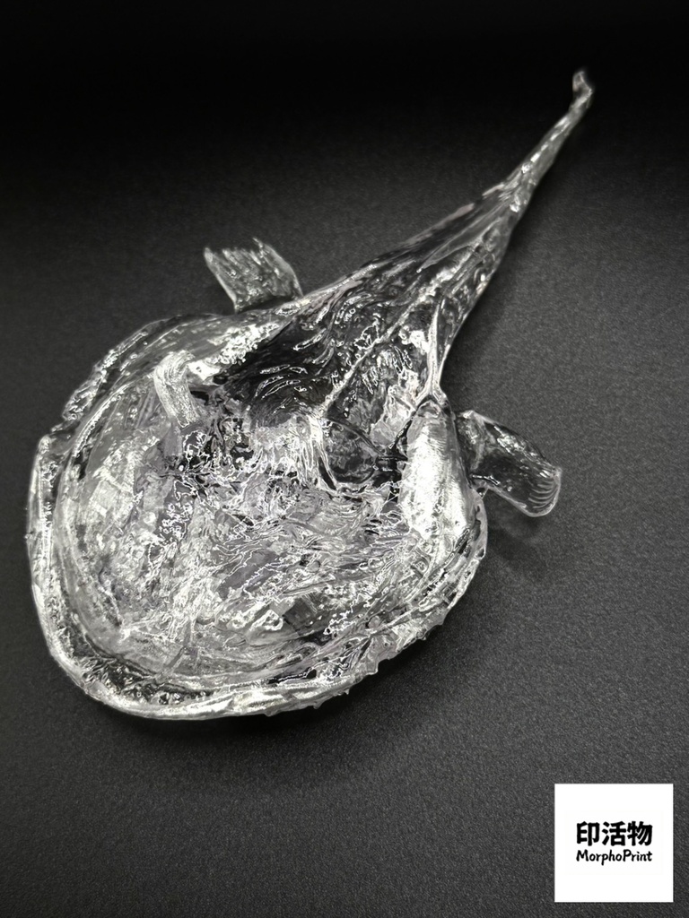 透骨シリーズ:アンコウ 骨格解剖モデル(未塗装キット)