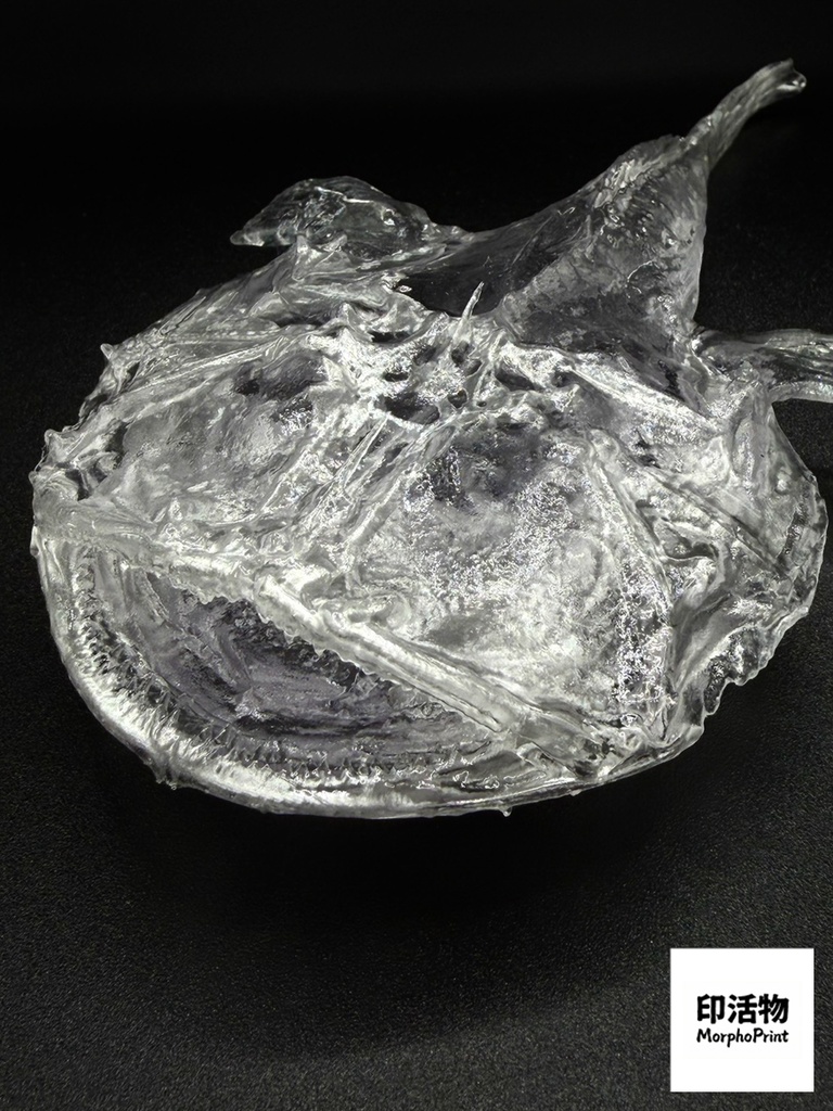 透骨シリーズ:アンコウ 骨格解剖モデル(未塗装キット)