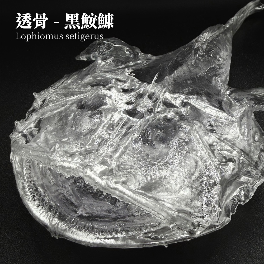 透骨シリーズ：アンコウ 骨格解剖モデル（未塗装キット）